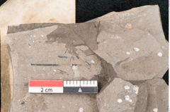 Foto (Detailansicht) von Pinus palaeotaeda Ettingshausen (NHMW-GEO-2024-0188-7958)